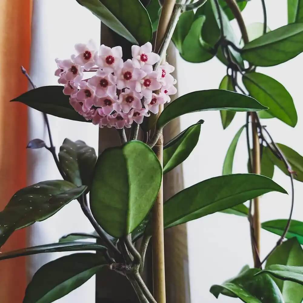 Hardy Hoya Seeds - Heirloom Flower Garden Seeds for Growing