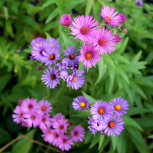 Hardy New England Aster Seeds - Heirloom Flower Garden Seeds for Growing