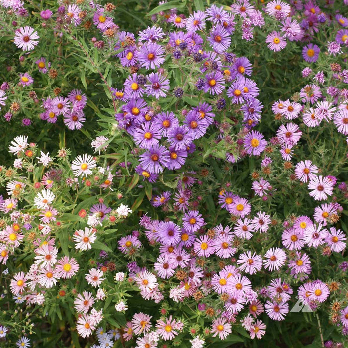 Hardy New England Aster Seeds - Heirloom Flower Garden Seeds for Growing