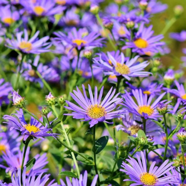 Hardy New England Aster Seeds - Heirloom Flower Garden Seeds for Growing
