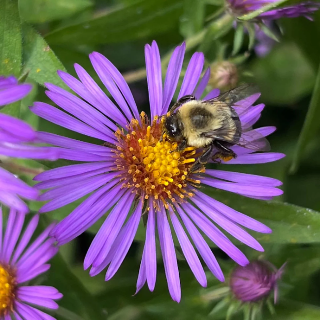 Hardy New England Aster Seeds - Heirloom Flower Garden Seeds for Growing