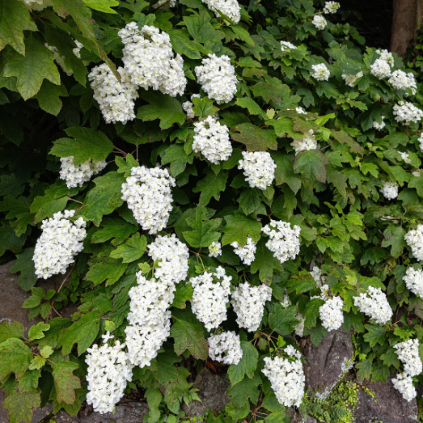 Hardy Oakleaf Hydrangea Seeds - Heirloom Flower Garden Seeds for Growing