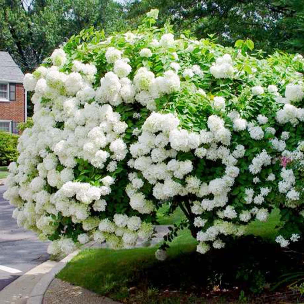 Hardy Oakleaf Hydrangea Seeds - Heirloom Flower Garden Seeds for Growing