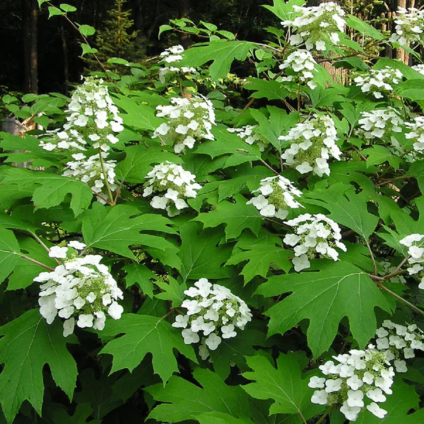 Hardy Oakleaf Hydrangea Seeds - Heirloom Flower Garden Seeds for Growing