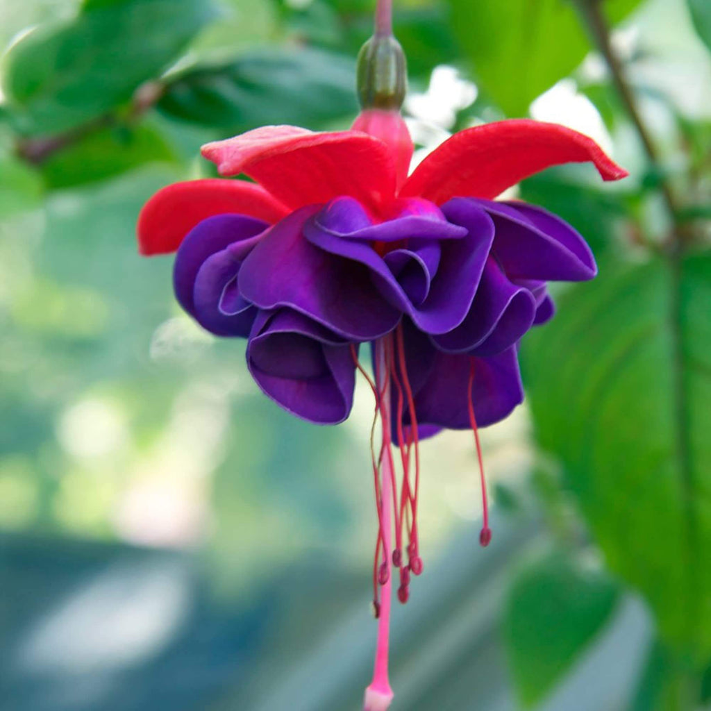 Hardy Perennial Fuchsia Magellanica Seeds - Heirloom Flower Garden Seeds for Growing