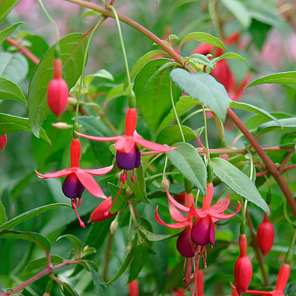 Hardy Perennial Fuchsia Magellanica Seeds - Heirloom Flower Garden Seeds for Growing