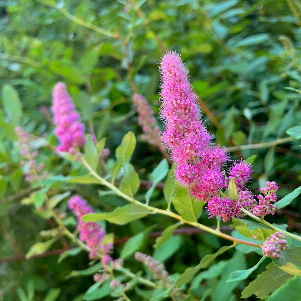 Hardy Pink Spiraea Douglasii Seeds - Heirloom Flower Garden Seeds for Growing