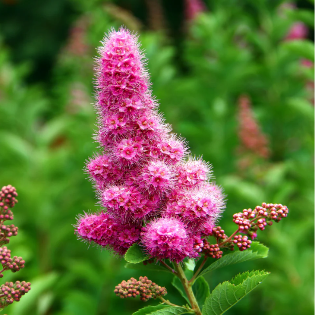 Hardy Pink Spiraea Douglasii Seeds - Heirloom Flower Garden Seeds for Growing