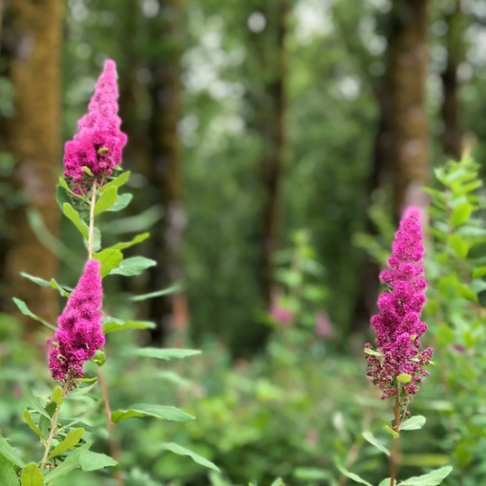 Hardy Pink Spiraea Douglasii Seeds - Heirloom Flower Garden Seeds for Growing