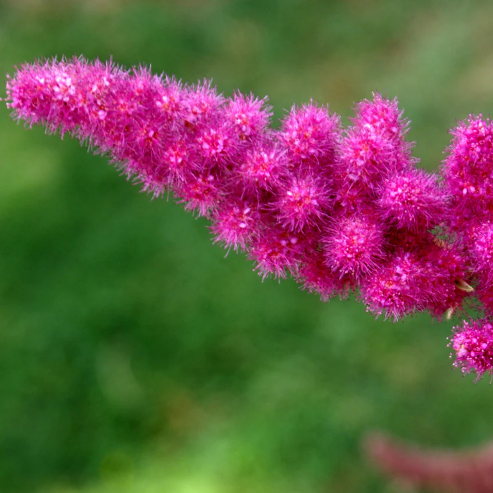 Hardy Pink Spiraea Douglasii Seeds - Heirloom Flower Garden Seeds for Growing