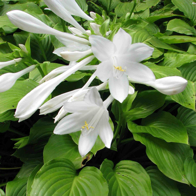 Hardy Plantain Lily Seeds - Heirloom Flower Garden Seeds for Growing