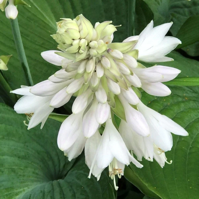 Hardy Plantain Lily Seeds - Heirloom Flower Garden Seeds for Growing