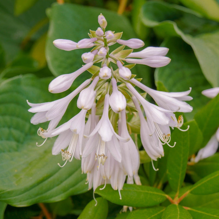 Hardy Plantain Lily Seeds - Heirloom Flower Garden Seeds for Growing