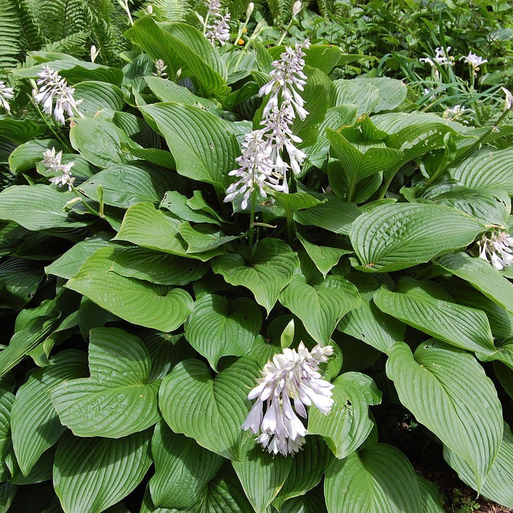 Hardy Plantain Lily Seeds - Heirloom Flower Garden Seeds for Growing