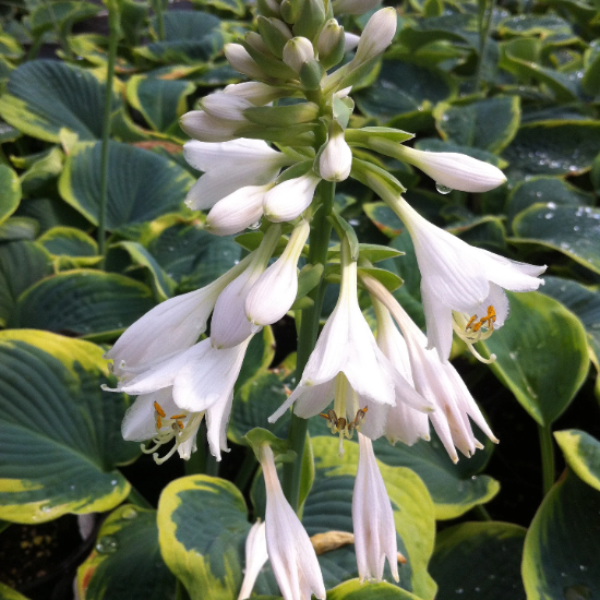Hardy Plantain Lily Seeds - Heirloom Flower Garden Seeds for Growing