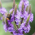 Hardy Vervain Seeds - Heirloom Flower Garden Seeds for Growing