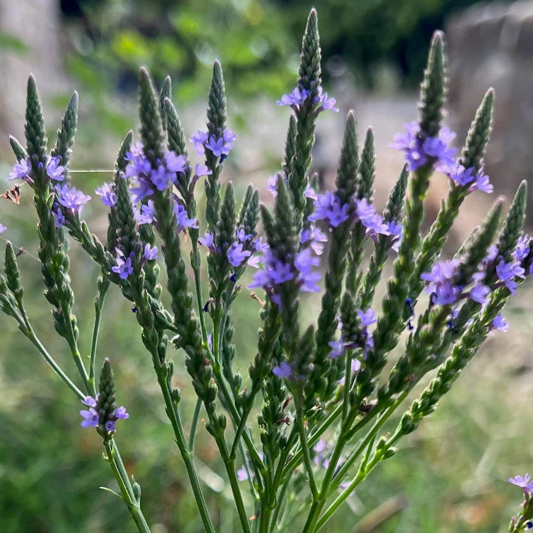 Hardy Vervain Seeds - Heirloom Flower Garden Seeds for Growing
