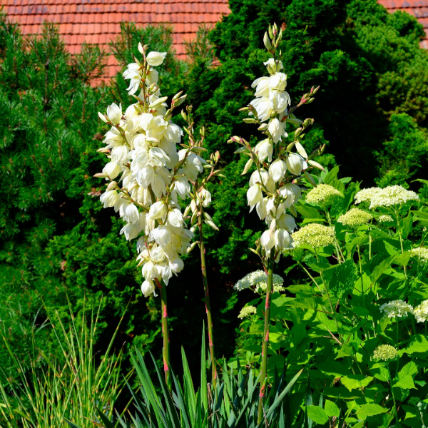 Hardy Yucca Seeds - Heirloom Flower Garden Seeds for Growing