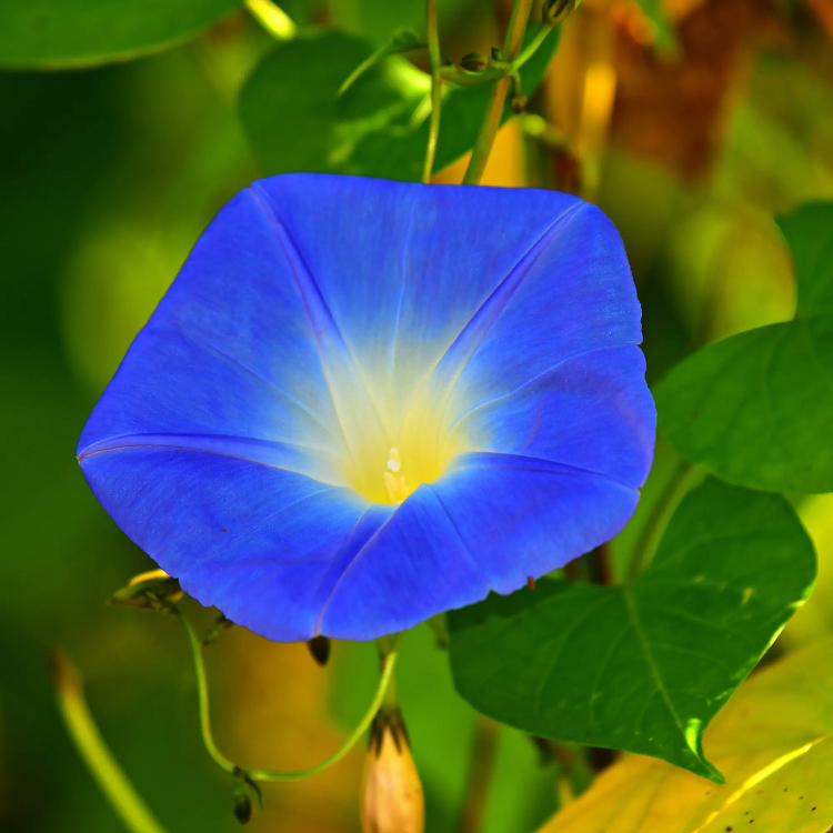 Heavenly Blue Ipomoea Seeds - Heirloom Flower Garden Seeds for Growing
