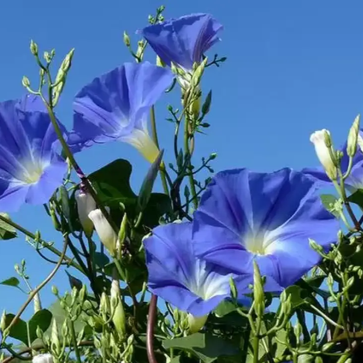 Heavenly Blue Ipomoea Seeds - Heirloom Flower Garden Seeds for Growing