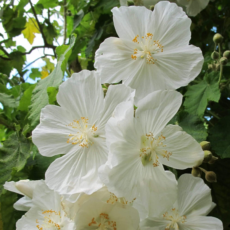 Heirloom Abutilon Seeds - Heirloom Flower Garden Seeds for Growing