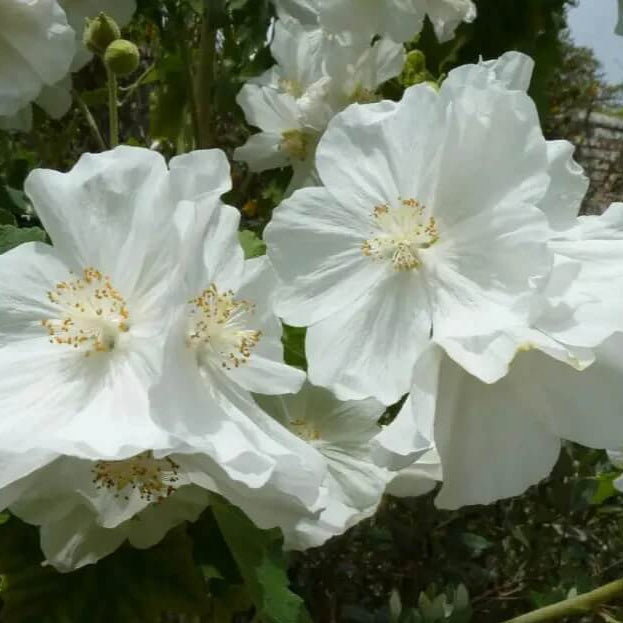 Heirloom Abutilon Seeds - Heirloom Flower Garden Seeds for Growing