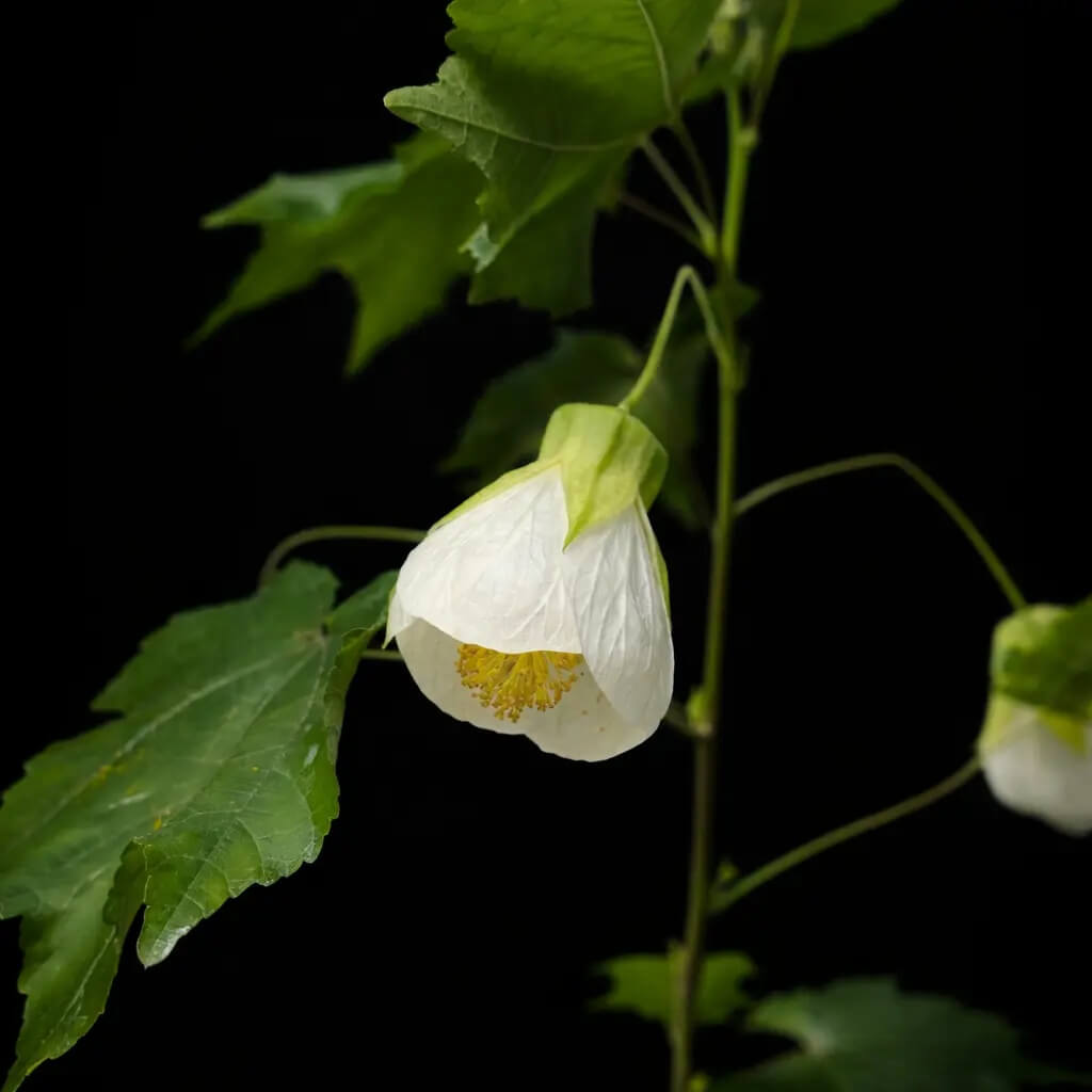 Heirloom Abutilon Seeds - Heirloom Flower Garden Seeds for Growing