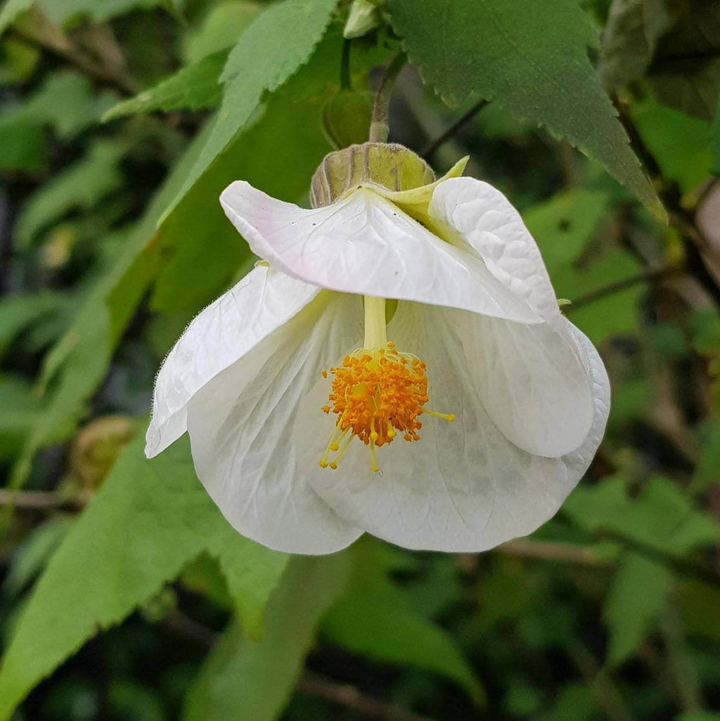 Heirloom Abutilon Seeds - Heirloom Flower Garden Seeds for Growing