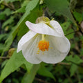 Heirloom Abutilon Seeds - Heirloom Flower Garden Seeds for Growing
