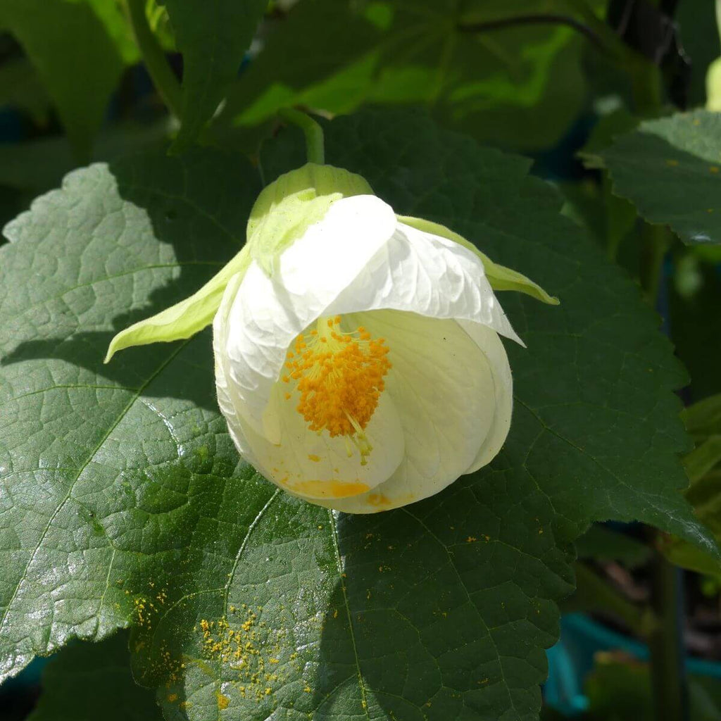Heirloom Abutilon Seeds - Heirloom Flower Garden Seeds for Growing