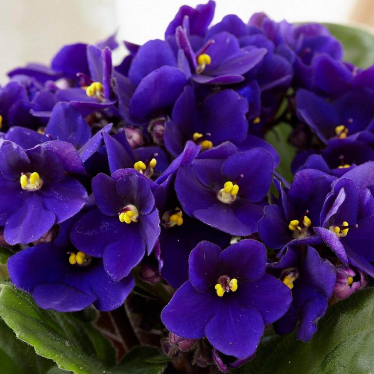 Heirloom African Violet Seeds - Heirloom Flower Garden Seeds for Growing