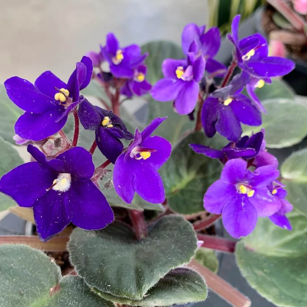 Heirloom African Violet Seeds - Heirloom Flower Garden Seeds for Growing