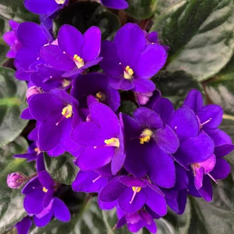 Heirloom African Violet Seeds - Heirloom Flower Garden Seeds for Growing