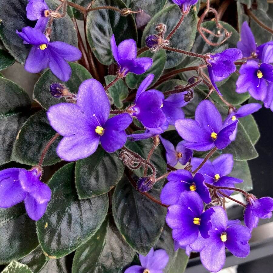 Heirloom African Violet Seeds - Heirloom Flower Garden Seeds for Growing