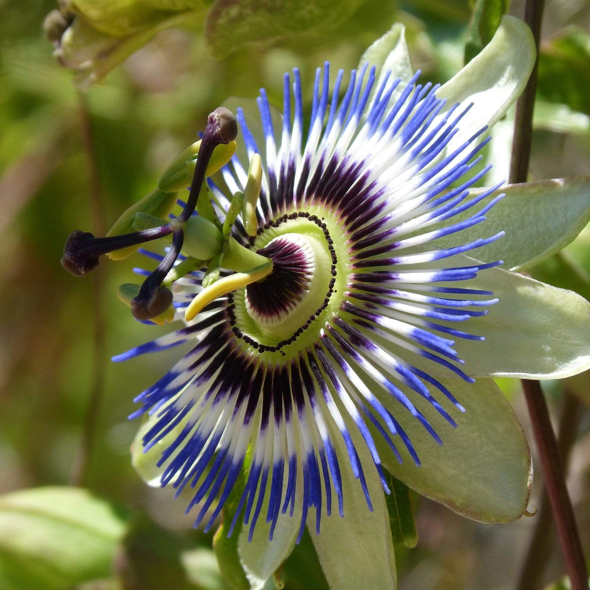 Heirloom Blue Passion Seeds - Heirloom Flower Garden Seeds for Growing