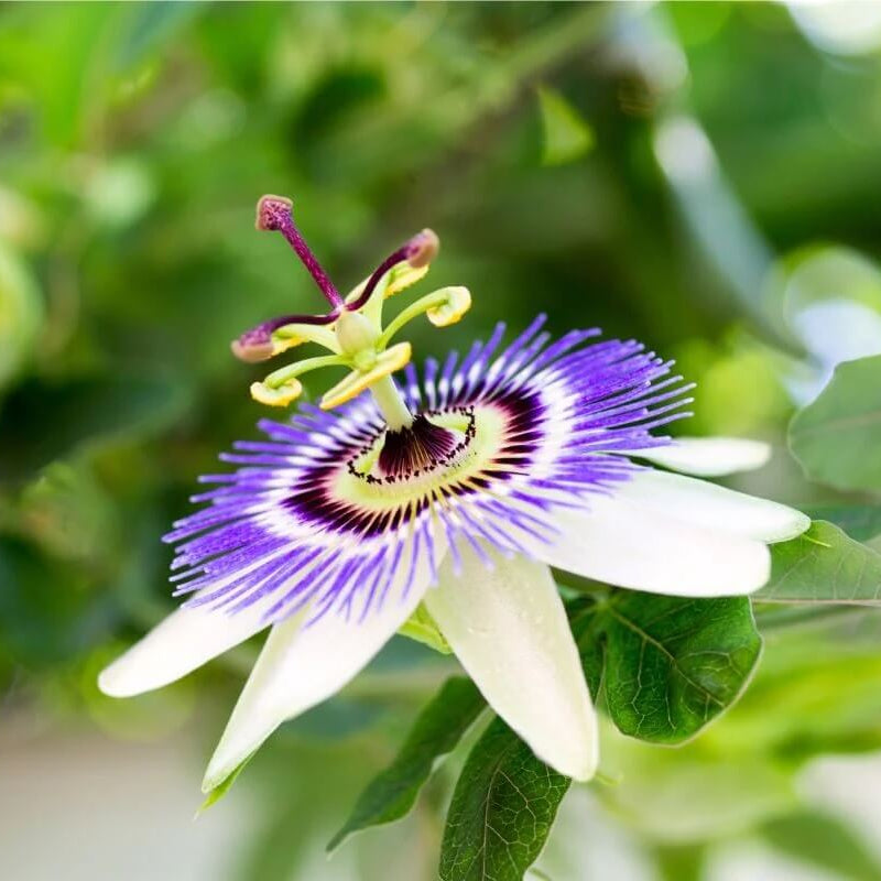 Heirloom Blue Passion Seeds - Heirloom Flower Garden Seeds for Growing