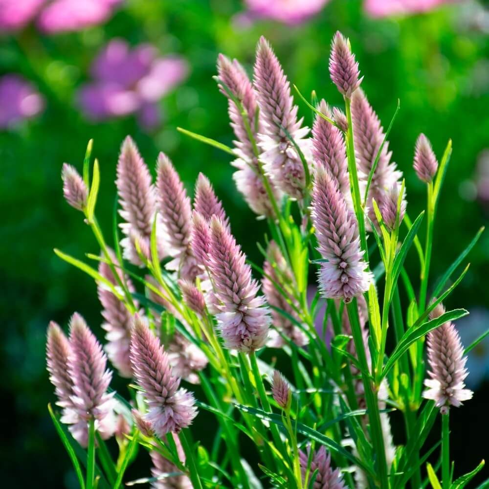 Heirloom Celosia Seeds - Heirloom Flower Garden Seeds for Growing