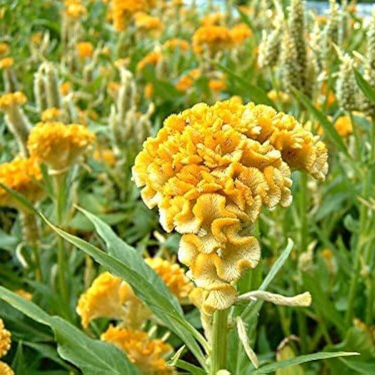 Heirloom Celosia Seeds - Heirloom Flower Garden Seeds for Growing