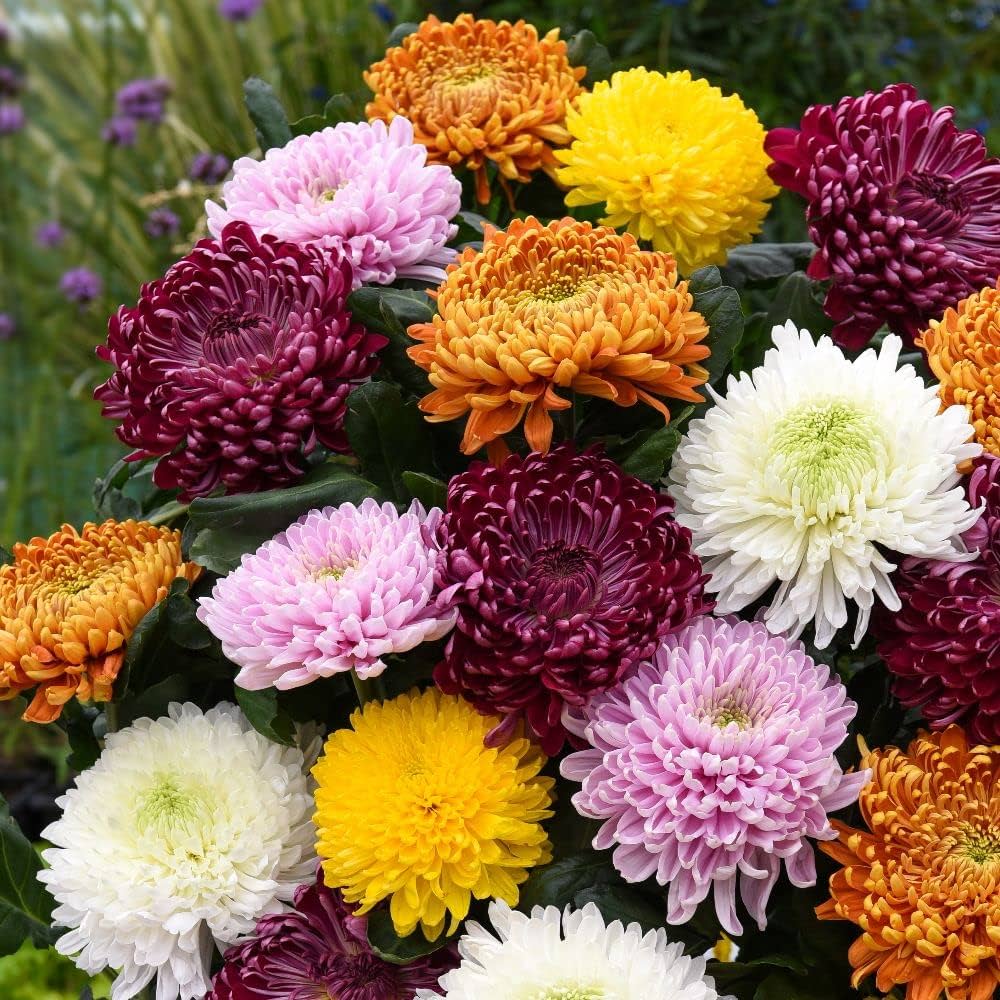 Heirloom Chrysanthemum Seeds - Heirloom Flower Garden Seeds for Growing