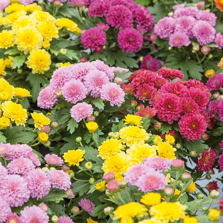 Heirloom Chrysanthemum Seeds - Heirloom Flower Garden Seeds for Growing