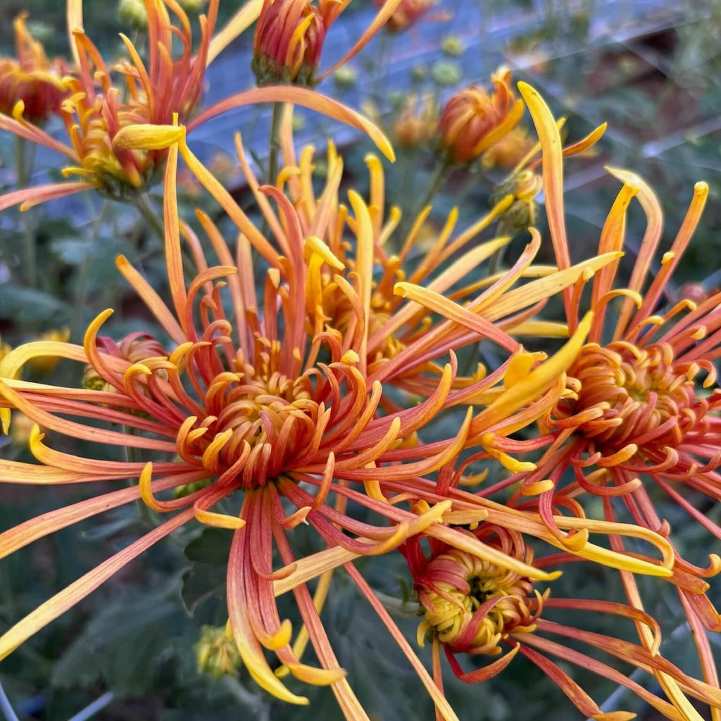 Heirloom Chrysanthemum Seeds - Heirloom Flower Garden Seeds for Growing