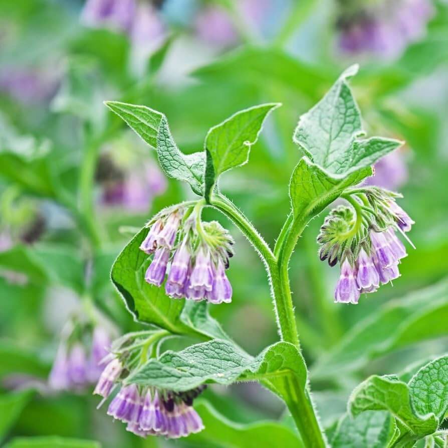 Heirloom Comfrey Seeds - Heirloom Flower Garden Seeds for Growing