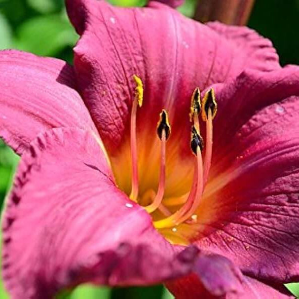 Heirloom Daylily Seeds - Heirloom Flower Garden Seeds for Growing