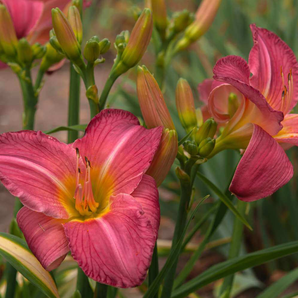 Heirloom Daylily Seeds - Heirloom Flower Garden Seeds for Growing