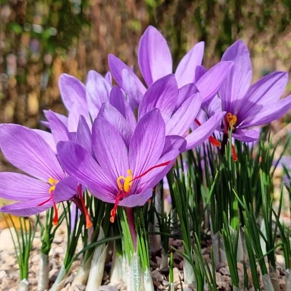 Heirloom Saffron Crocus Seeds