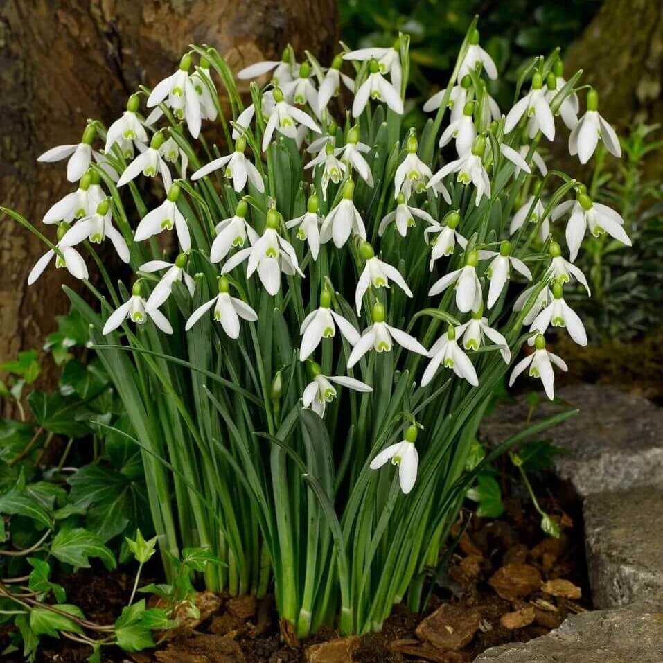 Heirloom Snowdrop Seeds - Heirloom Flower Garden Seeds for Growing