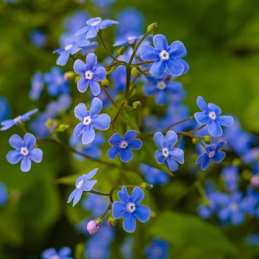 Heirloom Wildflower Myosotis Alpestris Seeds - Heirloom Flower Garden Seeds for Growing