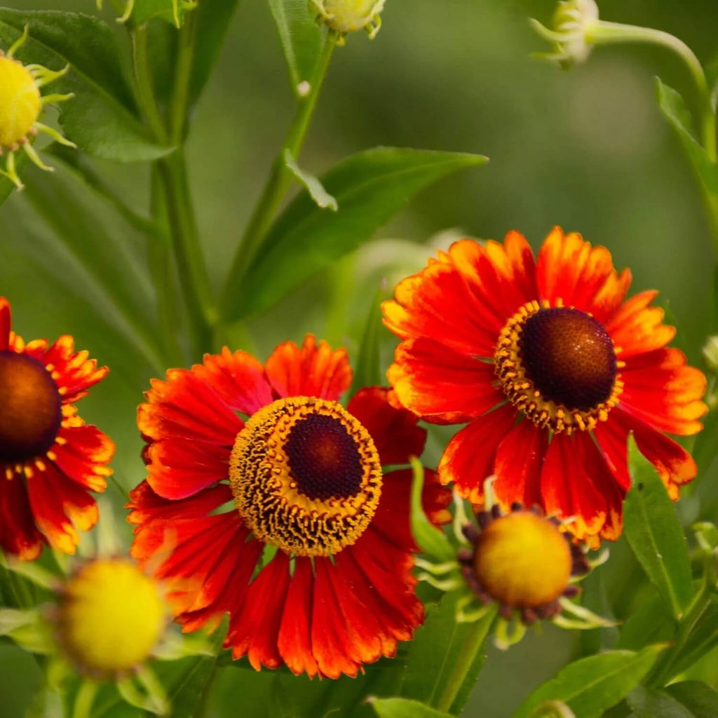 Helenium Seeds - Mixed Garden Seeds for Growing