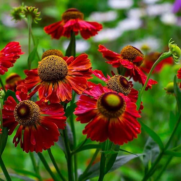 Helenium Seeds - Mixed Garden Seeds for Growing