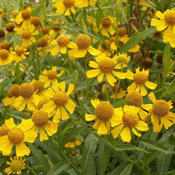 Helenium Seeds - Mixed Garden Seeds for Growing